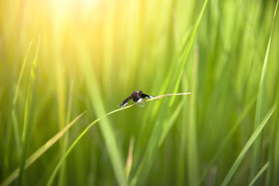 Close-up of a bird on grass