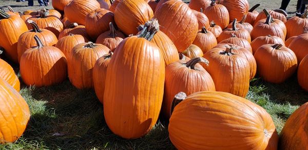 View of pumpkins on field