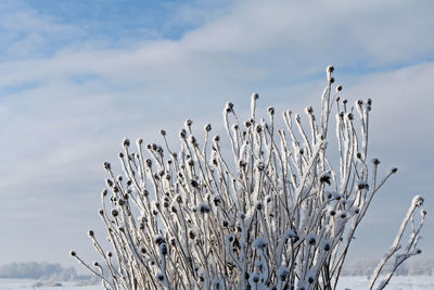 Close-up of snow against sky