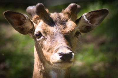 Close-up portrait of deer