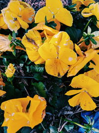 Close-up of yellow flowering plant