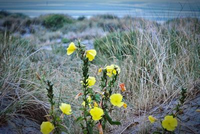 Close-up of yellow flowering plant on field