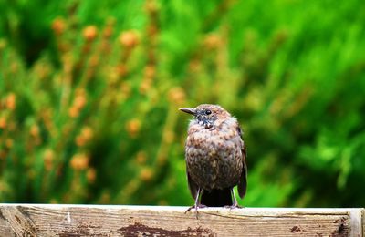 Blackbird chick - amselküken