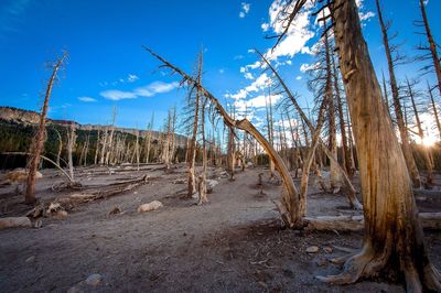 Bare trees on landscape against blue sky