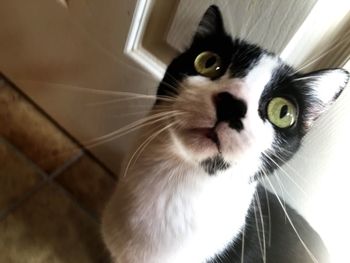 Close-up portrait of cat