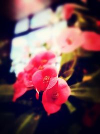 Close-up of pink rose