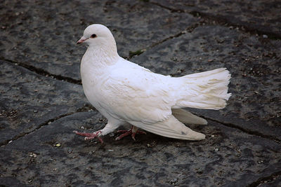 Close-up of seagull perching on ground