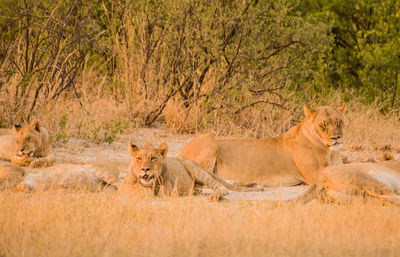 Lioness in the savannah of in zimbabwe, south africa