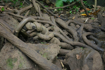 Close-up of tree roots