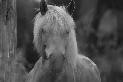 Close-up of a horse on field