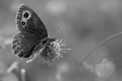 Close-up of butterfly on flower