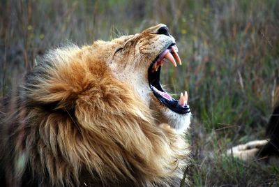 Close-up of lion roaring on field at rhino and lion nature reserve