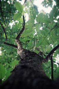Low angle view of bird on branch