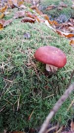 Mushrooms growing on field