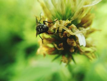Close-up of bee pollinating on flower