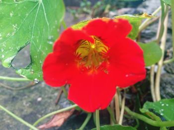 Close-up of red poppy flower