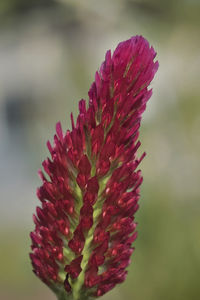 Close-up of pink flower