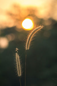 Close-up of flower against sky during sunset