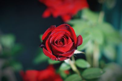 Close-up of red rose blooming outdoors