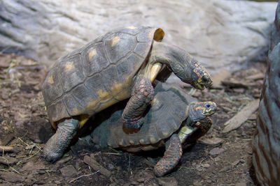 Close-up of turtle in water