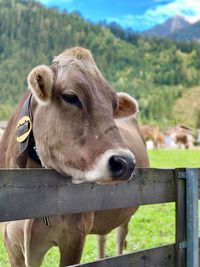 Cow standing in pen against mountain