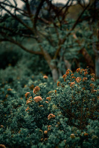 Close-up of lichen on tree