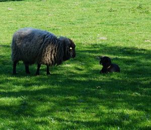 Sheep grazing on field