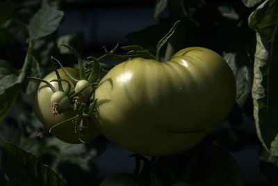 Close-up of tomato