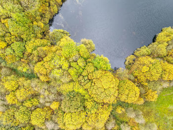 High angle view of wet yellow tree during autumn