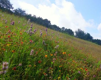 Scenic view of field against cloudy sky