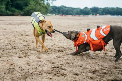 View of dog on beach