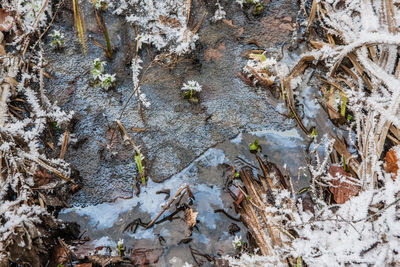 Close-up of tree trunk in winter