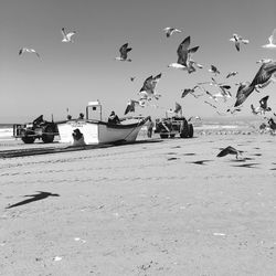 Seagulls flying over sea