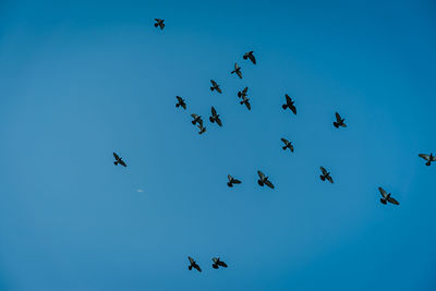 Low angle view of birds flying in sky