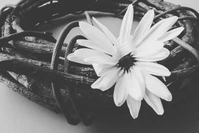 Close-up of flowers