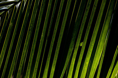 palm leaf