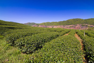 Scenic view of agricultural field against clear sky