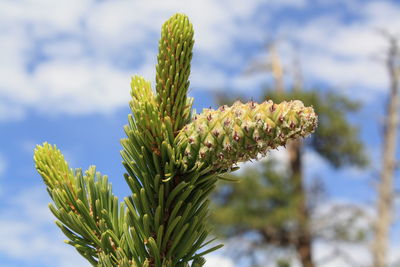 Close-up of plant