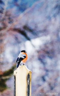 Close-up of bird perching on top against sky