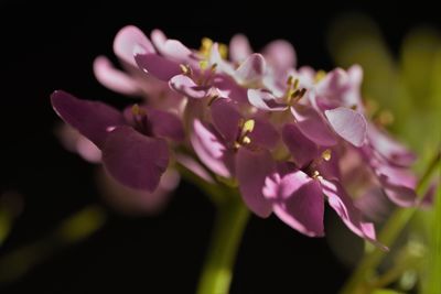 Close-up of purple flowering plant