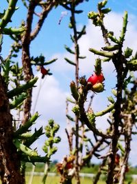 Low angle view of berries on tree against sky