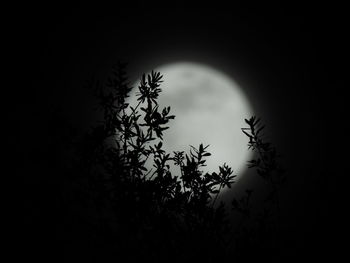 Low angle view of silhouette plant against moon at night