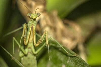 Close-up of insect on leaf