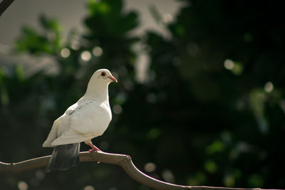 Dove bird perching on tree branch