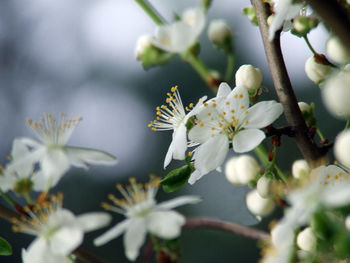 Close-up of white flowers