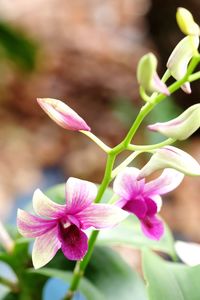 Close-up of pink flowers blooming outdoors