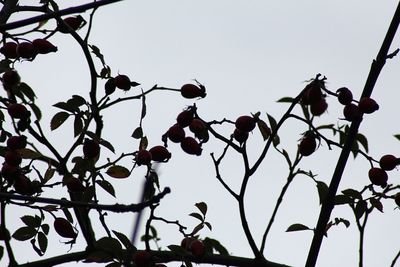 Low angle view of berries growing on tree against sky