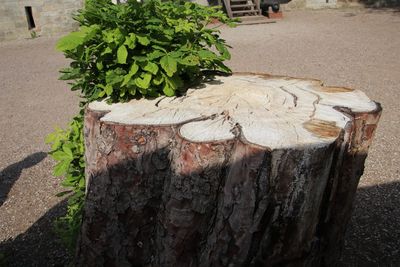 Close-up of tree trunk