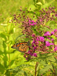 Close-up of butterfly pollinating on purple flower