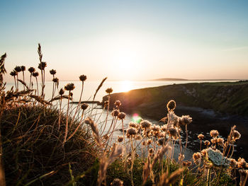 Plants growing on land against sky during sunset